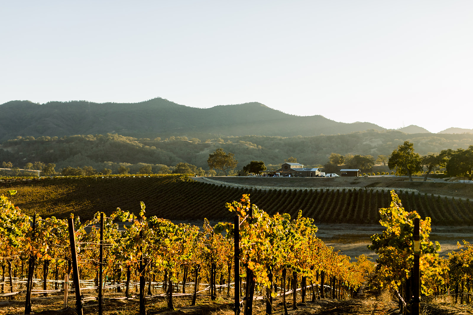 Ethan & Lyndsey Vineyards at Oyster Ridge, CA.