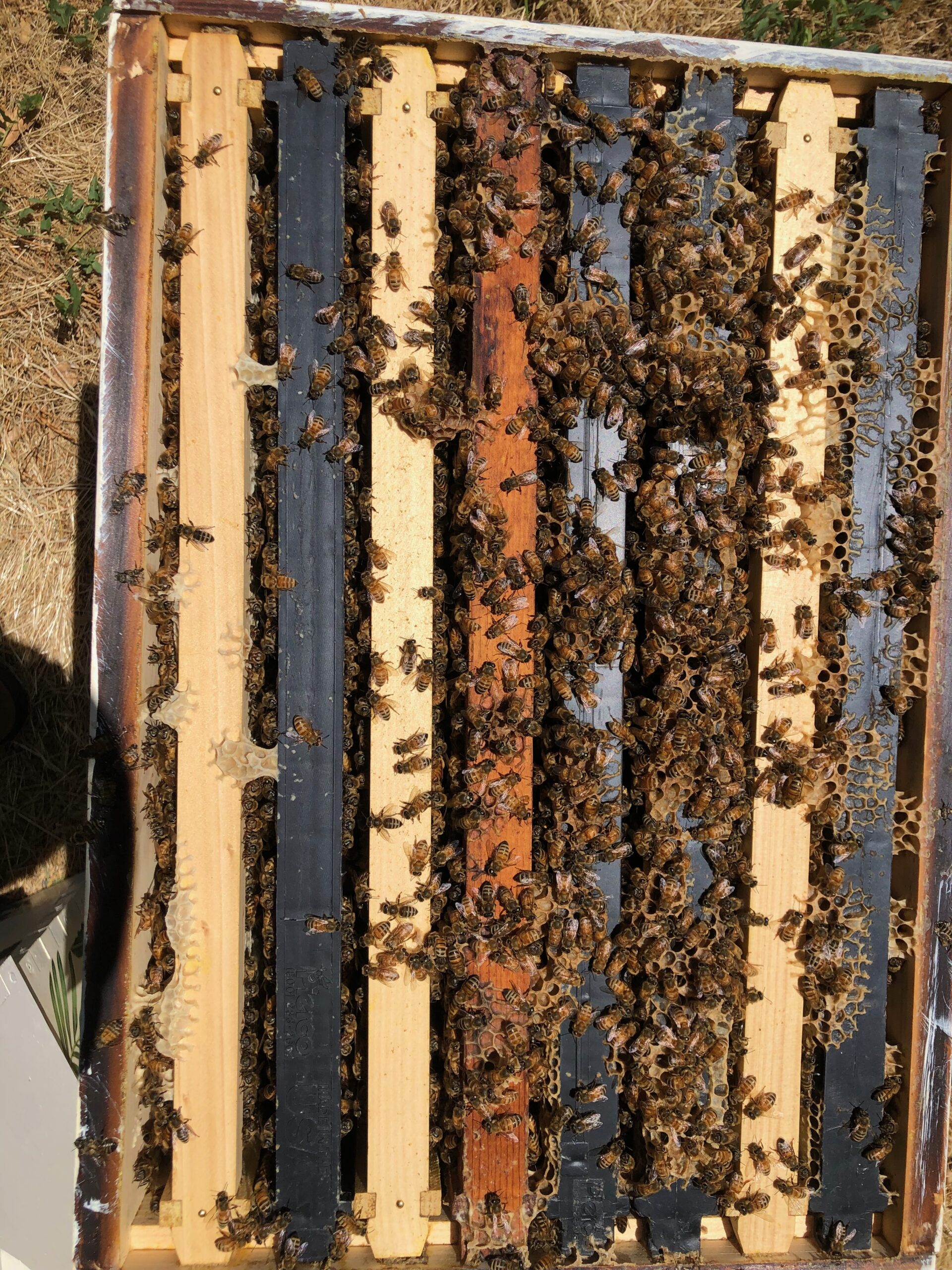 The bees hard at work in Atascadero, CA Honey bees
